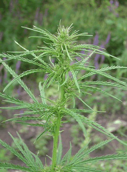 ruderalis