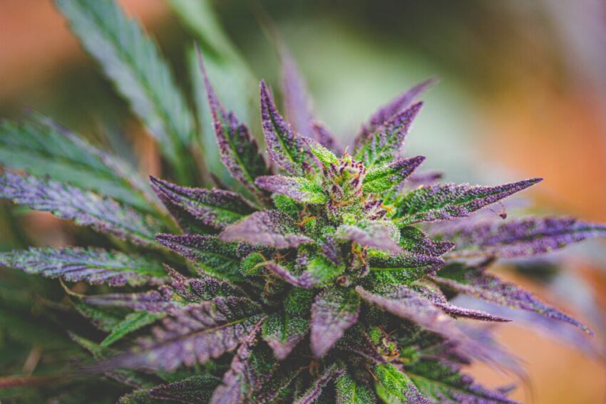 Fleurs CBD et CBG par Weecl