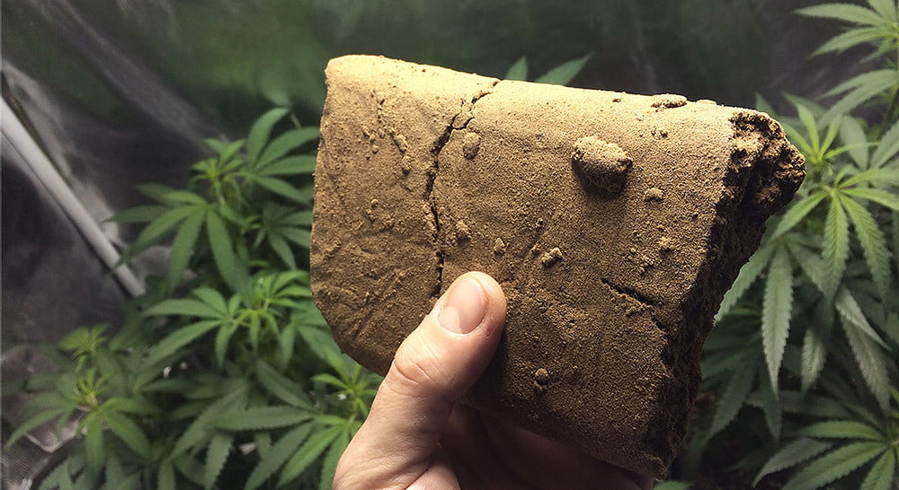 Résine, Hash CBD solide weecl