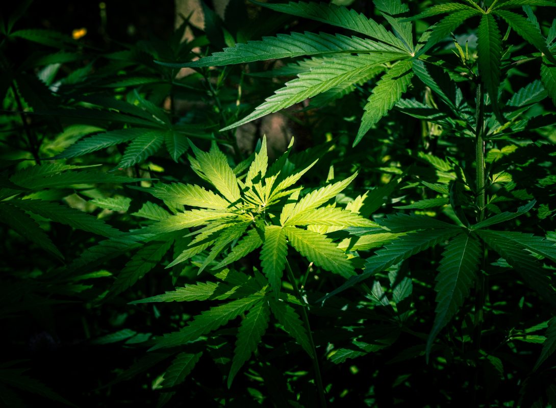 Produits H4CBD Weecl