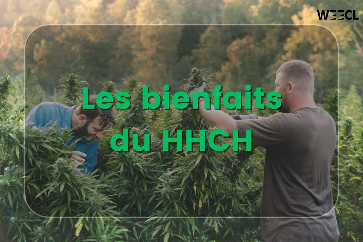 HHCH bienfaits