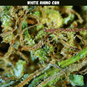 White Rhino CBN