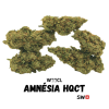 Amnésia HQCT